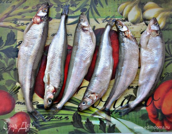 Вот такой у меня удачный "улов" этой красивой маленькой серебристой рыбки родом из Санкт-Питербурга. 