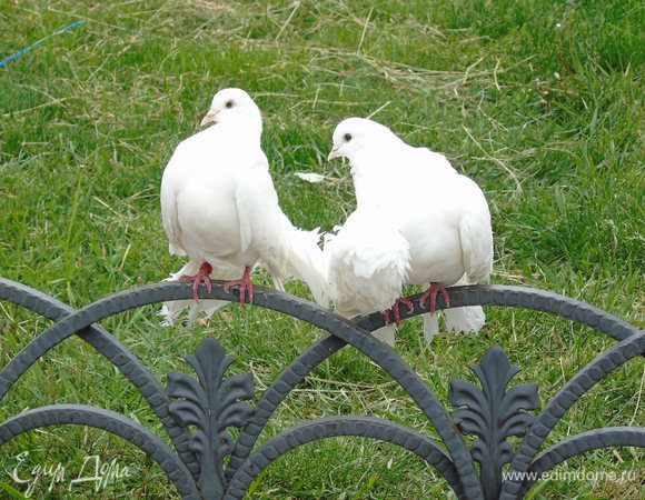Приятного и вкусного пикника!!!