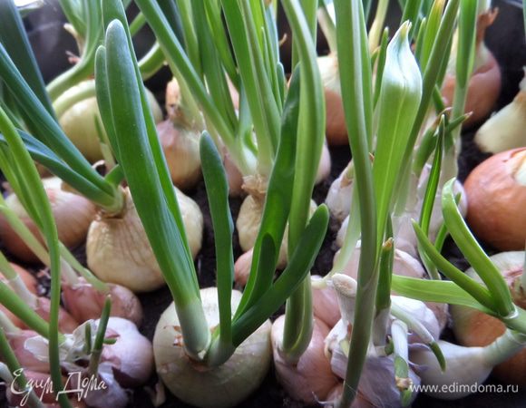 Вот такой у меня был весной огородик на окне, с него и собрала урожай для салатика!