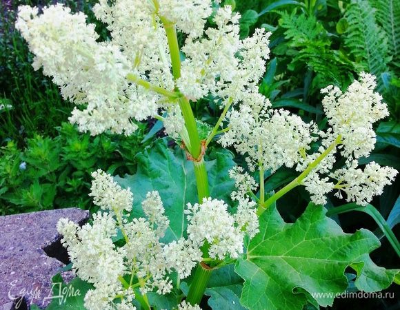 А это цветущий ревень! К сожалению его кушать нельзя. При цветении в ревене начинают выделятся специфические вещества, которые для организма человека не желательны. Но полюбоваться можно! :)