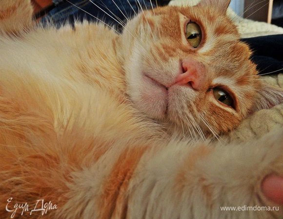 Селфи Тофика.