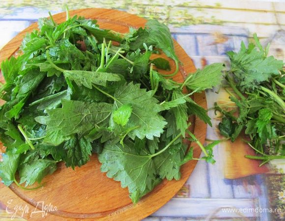 Крапиву и сныть берем молодую, только листья. Очень хорошо промываем ее и нарезаем вместе с укропом и петрушкой и сразу добавляем в щи. Вливаем чайную ложку лимонного сока и варим не более 10 минут. Затем, сняв щи с огня,прямо в кастрюле разминаем картофель вилкой или толкушкой для пюре.