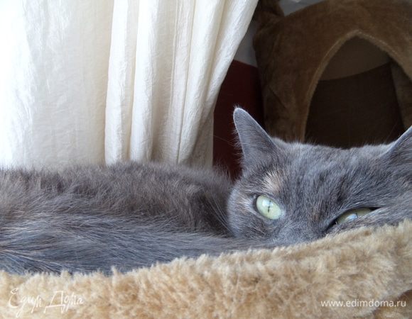 Младшая кошечка Ксю (по-домашнему Ксюня), отдыхает в гамачке, но за всем следит.