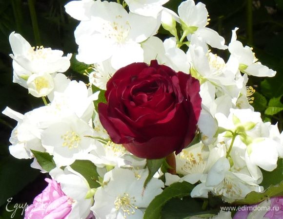 Сорвите цветы и бутоны жасмина с ветки.