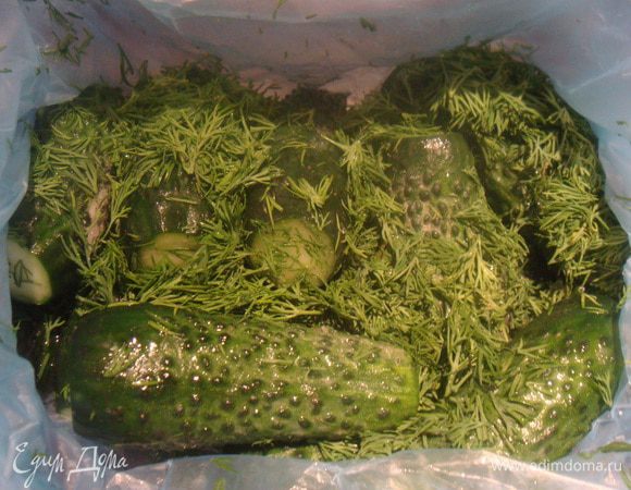 Через 5 часов огурцы готовы.