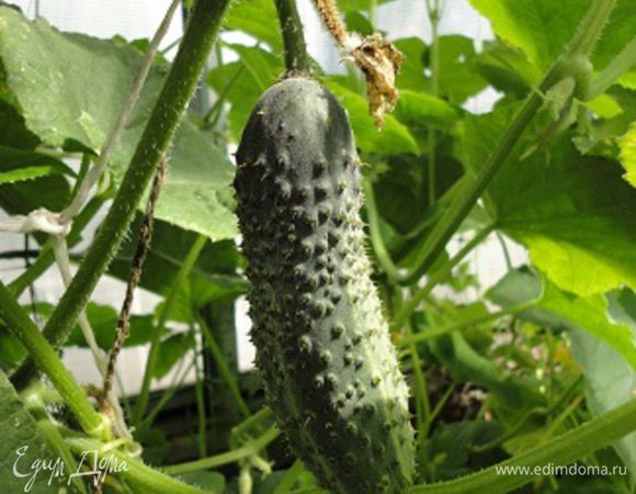 Я стараюсь брать огурчики молодые, желательно близкие по размеру, примерно сантиметров 10.