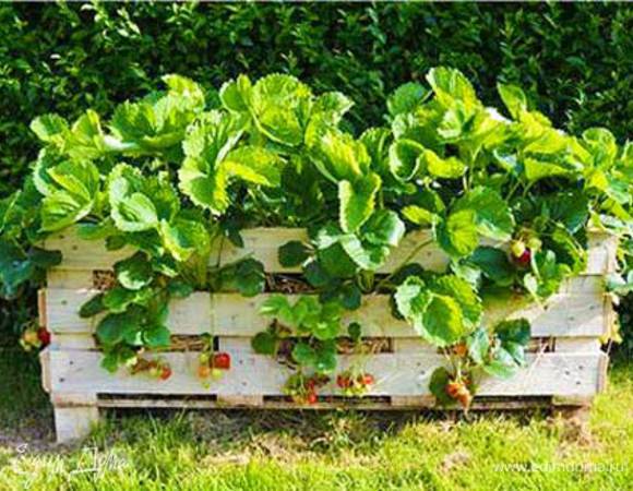 Теперь сходим на грядку и соберем урожай свежей ароматной клубники. 