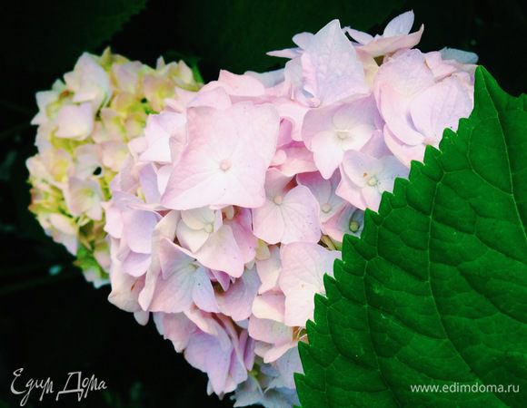 И немного дачных зарисовок :)
Вот и такое бывает! ;)