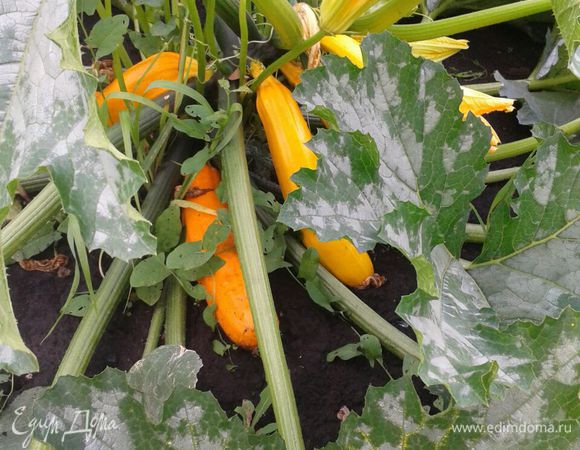 Урожай кабачков в этом году шикарный, так что будем экспериментировать дальше! 