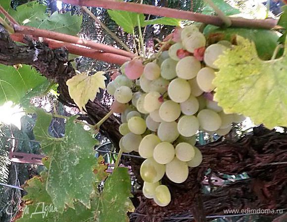 Виноград помыть, разобрать на небольшие веточки. Я брала виноград зеленый и черный.