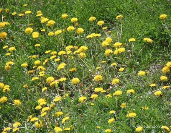 А это всем привет из лета! 