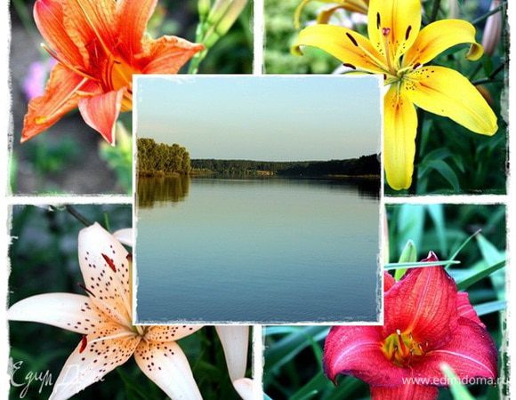 Дело было летом. Лилии как раз цвели. Давайте тогда посмотрим на эту картинку и вздохнем.
Помните? Давайте вместе вспомним и даже постараемся почувствовать этот летний аромат. 