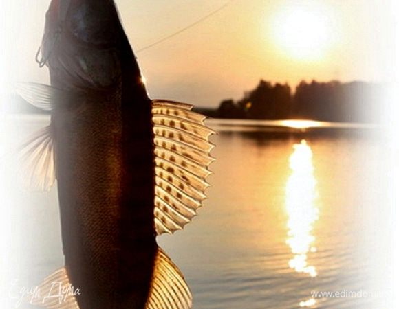 А дело было ближе к вечерней зорьке. Тишина стояла звенящая и вода спокойная. Теплая, просто, я бы сказал, жаркая нагретость атмосферы способствовала желанию искупаться и полениться.
НО!!! Тишину нарушил сначала далекий, но нарастающий шум мотора. И уже вот он. Нарушитель тишины и возмутитель ленивого моего спокойствия. Одним словом, сосед говорит: жор идет судачий. Поехали!
И взаправду. Не успели забросить, и чуточка продвинуться (на проводку ловили) как началось.
А потом продолжалось. До самого захода солнца.
А как только солнышко опустилось, то и мы домой направились. Оно конечно, можно было и продолжать, только всю рыбу не переловишь, а того, что поймали, вполне хватило.