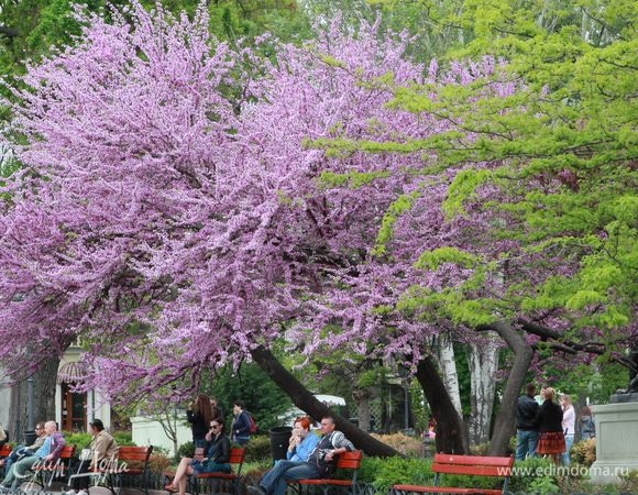 Ну, а поскольку в этот раз моя работа была связана с Одессой и несколько дней я была там — вам частичка весенней Одессы. И пусть все у вас будет хорошо.