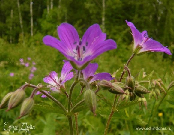 И хорошего настроения!