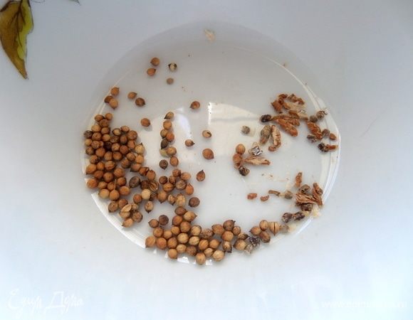  Кориандр пока целиком.
