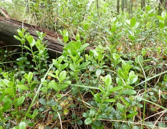 Собираем листья брусники.