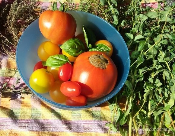 В идеале для салата понадобятся помидоры разных сортов и цветов. Рекомендую использовать также зеленоватые, полуспелые помидоры. 