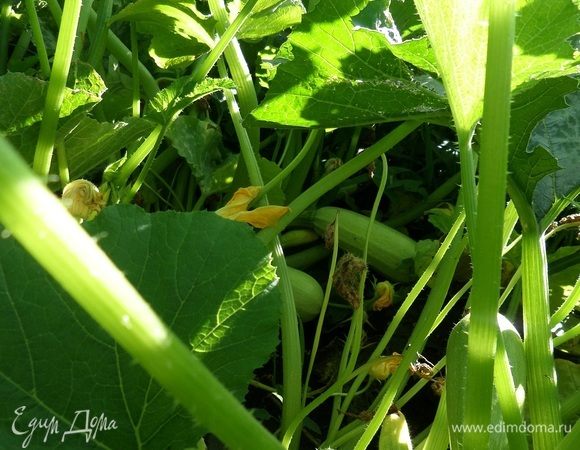 Кабачки радуют урожаем )))