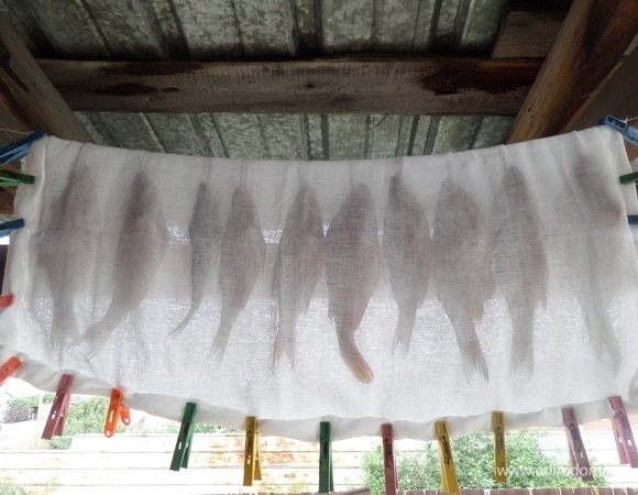 Развешиваем рыбу на прочную нить в хорошо проветриваемом месте. Накрываем марлей, закрепив края прищепками.Оставляем на 7 суток.