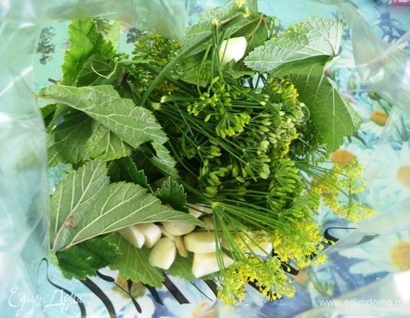 В плотный пакет насыпать зонтики укропа, лист смородины и хрена, очищенный и нарезанный крупно чеснок.