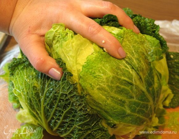 Собираем кочан, поднимаем листья.  За счет охлаждения капуста сохранила свой цвет.