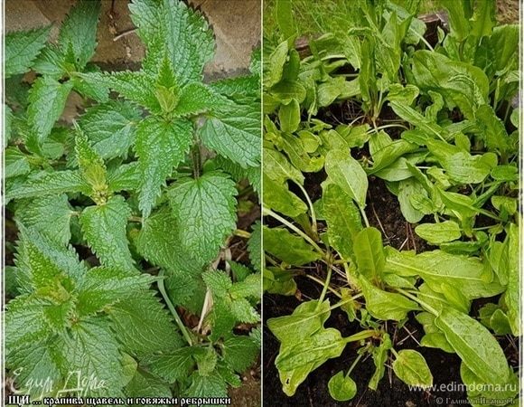 Вылезла на свет крапива, и озимый щавель тоже вырос немножко.