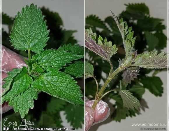 Крапива, вон, видите, какая — сверху зеленая, а снизу — розово-пурпурная. Молодая еще. А может и сорт такой. Кто ее знает. Но все равно нарезали, авось не отравимся.