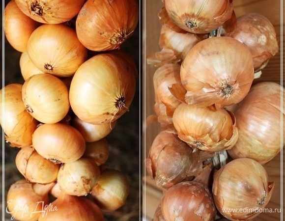 Лук у нас живет на сеновале. И, чтобы туда не бегать каждый раз, связки постепенно переселяются в дом. Дома луковки быстро сохнут и активно шелушатся. Но, поверьте, вполне упруги и очень даже съедобны.