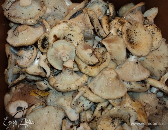 Груздочков, конечно, сперва хорошо бы собрать. Ежели никак, прикупить у хороших и проверенных. Понимать (доверять тому, что скажут), где собраны. Грибы — дело очень полезное и вкусное. Но. Не терпят невнимания к мелочам. Ибо, особенно пластинчатые, — хороший абсорбент разной разности как из воздуха, так и из почвы. Поэтому на вид очень красивые и чистенькие, но собранные, например, вблизи автотрассы (не дай Бог, у ж/д трассы) при анализе тонком и профи будут содержать далеко не все элементы из таблицы Менделеева, которые мы бы хотели даже в руках-то подержать, не то что съесть.
Но не надо бояться! В лес, в тайгу. Благо, Родина (и родина у каждого) большая, не скоро еще без оных останется, без лесов-полей-и-рек. Итак. Собрали.
Замочили в ведерко, туда же чуть соли (горсть) и лимонной кислоты (лимон выдавили, ложку столовую примерно). Воду меняем через 2–3 часа. Каждый раз соль и кислоты. Хотя кислоты с раза второго можно не добавлять (впитают что нужно с первого раза). Так сутки.