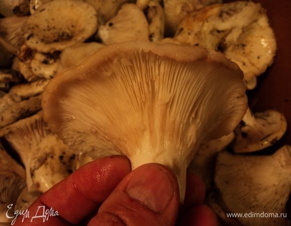 Снизу тоже смотрим, все, что между пластинками лишнего, — щеточкой, полосканием. Долой.
Гриб должен быть чистым.