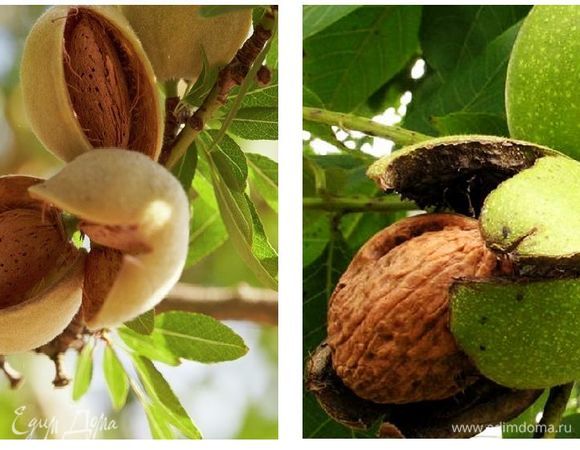 Какая красота, никогда не видела, как растет миндаль. Оказывается, коробочка миндальная очень сходна с коробочкой грецкого ореха. А вы видели? Но это было отступление:)