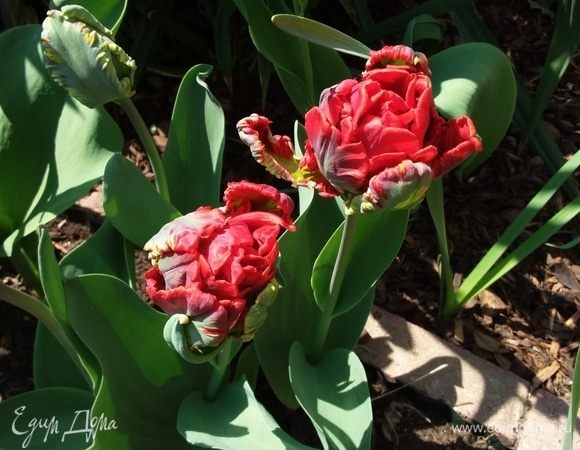 Хорошего дня!