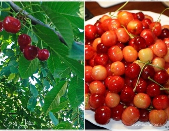 А началось все с того, что поспела черешня. Два больших дерева было у нас в саду. На одном черешня была темно-бордовая, сладкая, крупная, но мы ее не ели. Думаете, не хотели? Ан нет. Нас всегда опережали птицы. А что? Делиться надо! Но хоть пара стаканов нам, но доставалась. Птицы тоже понимали, что делиться надо. Зато второе, с желтой, было наше. Ягод с него собирали всегда много. Сочные такие, вкусные. Может и не сильно сладкие, как южные ягоды. Зато ароматные.