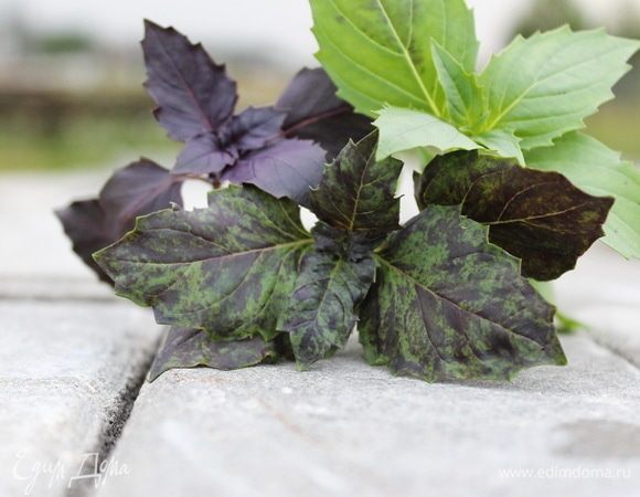 Сначала нужно хорошенько промыть листья базилика и обсушить их. Если листья будут с влагой, то цвет у песто получится некрасивый травяной.