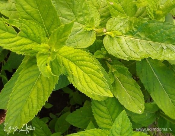 Мяту и петрушку вымыть, высушить, стебельки нам не нужны.