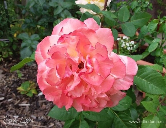 Хорошего вам дня!