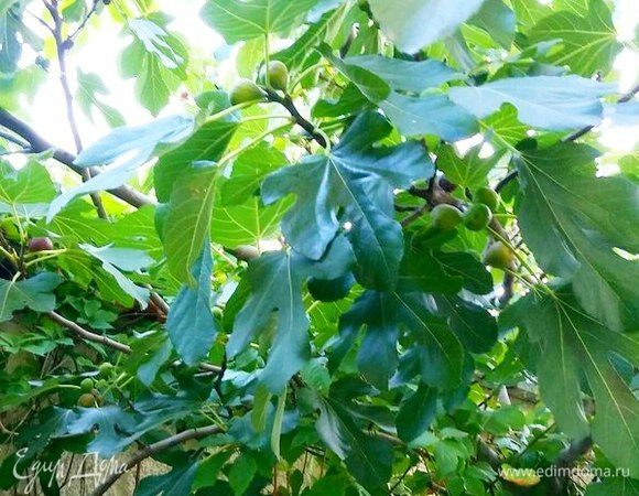 Каждое лето я езжу в Болгарию к родственникам и заранее предвкушаю, как буду лакомиться любимым салатом. Инжир здесь растет везде, в том числе и рядом с домом, где живем мы. И вот, наконец-то, настал момент его созревания. А соседка как раз привезла из деревни спелую болгарскую дыню. Значит пришло время готовить наш салатик. Так что приступаем.