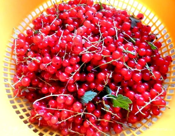 Сбор смородины — самая пора!