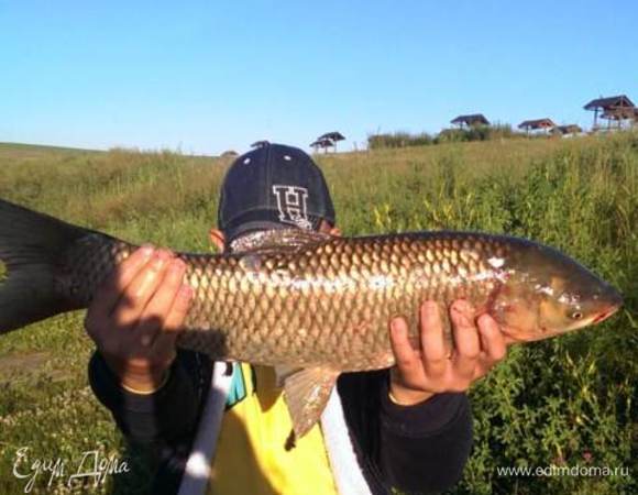 Вот добытый трофей Даниила — белый амур весом 3 кг 800 грамм.
