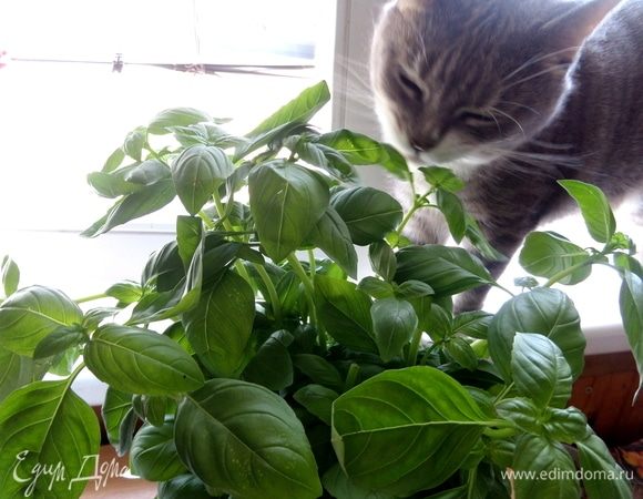 Наша Дуся тоже погрызла листик базилика.