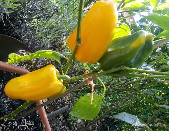 Перцы очистить от семян и перепонок и нарезать на кусочки, пропорциональные кусочкам курицы. Цукини нарезать толстыми колечками (желательно, небольшие и плотные плоды). Мне хватило 1 цукини.