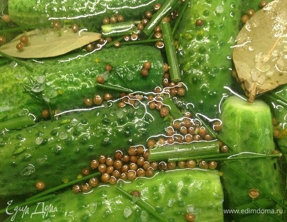 Хотел только лишь заметить еще, что ежели и правда нужно очень быстро, так просто соли побольше:) У нас такие товарищи малосолы все лето на столе. На работе в том числе:) Вместе с квасом «Офис мэйд».