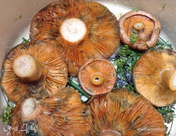 На дно кастрюли, в которой будем солить, и под гнет на сутки ставить, укроп положили, чеснока чуть покрошили и хрена, посолили чуть. По соли, к слову, расход такой — на каждый слой грибов тонким слоем. Примерно 50 грамм (пару с горкой столовых ложек) уходит соли на 1 кг грибов. Рыжики (как и любые другие грибочки) укладываем в один слой вниз шляпками, солим.