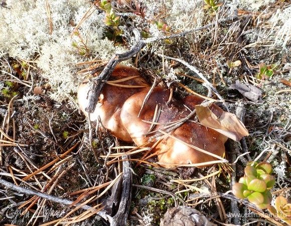 Так растут рядовки. Их можно встретить в лесу поздней осенью, растут они до самых морозов рядками-семейками. Есть несколько видов рядовок, бывают и ядовитые, будьте аккуратны!<br />
Информация из интернета: «Гриб подойдёт для диетического питания и относится к вегетарианской кухне. Его калорийность достаточно мала 19 ккал и успешно гармонирует с углеводами. На практике доказано, что регулярное употребление рядовок притупляет рост и размножение раковых клеток, успокаивает нервную систему и повышает иммунитет человека. На их основе изготавливают ряд препаратов для профилактики и лечения диабета и некоторые антибиотики.»