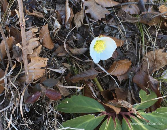 Первые цветы.