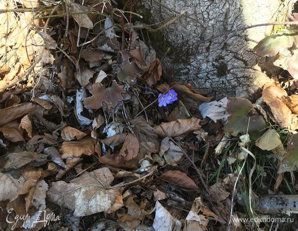 Весеннего настроения!