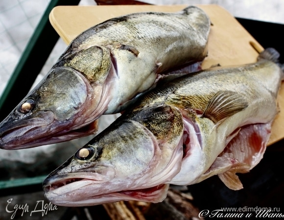 Вот такие рыбки водятся в нашем пруду и даже иногда ловятся. Ну и что, что лед еще стоит и снег его покрывает по пояс. А рыбы свежей хочется, вот народ и сидит на льду, рыбу эту, значит, ловит. Вот они какие — зимние судаки.