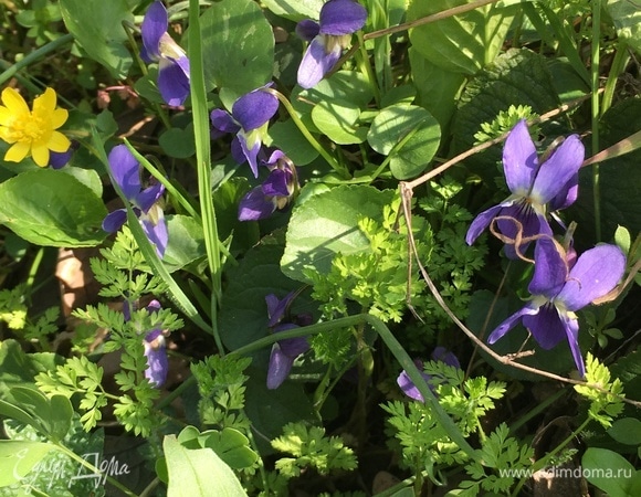 Фиалки на Хортице. Эти цветы не собирала (заповедная зона), только любовалась.
