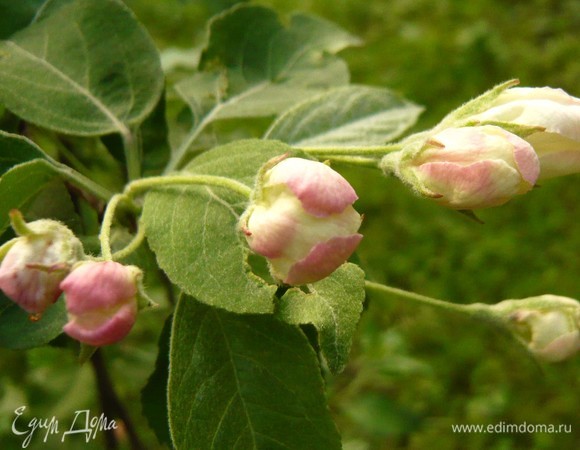Хорошего весеннего настроения!